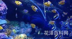 世界上最大的水族馆