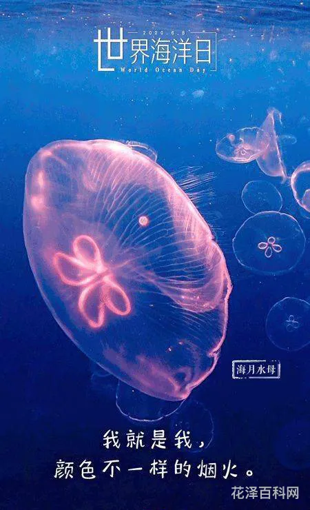 世界海洋日是