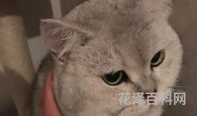英国渐层短毛猫，金吉拉和银渐层的区别