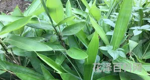 粽叶是什么叶子 箬叶读音