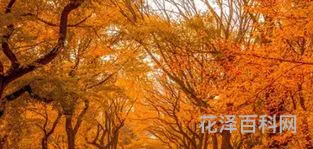 秋天的经典名句，有关秋天的金句