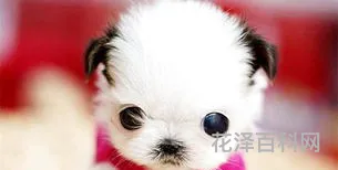 一只茶杯犬多少元 茶杯犬一般能活多久