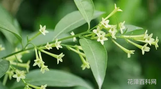 夜来香什么时候开花