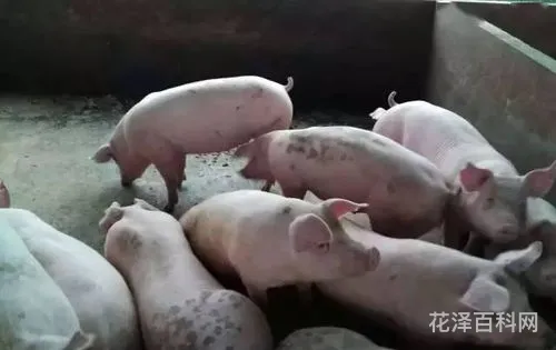 世界上的猪都死光了 2023猪瘟最新消息今天