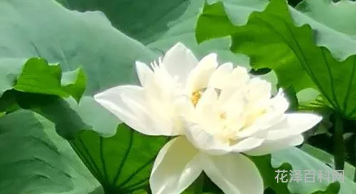 四面荷花三面柳的下一句