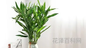富贵竹的水养殖方法