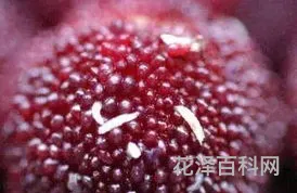 杨梅里的虫子，杨梅有小白虫吃不吃会中毒吗