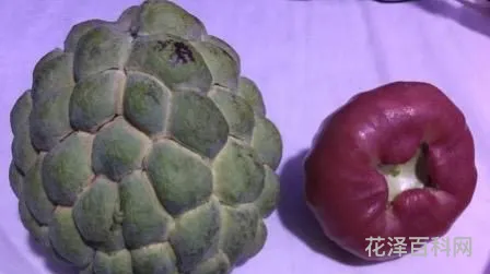 释迦莲雾夫妻果，莲雾和释迦能一起吃吗