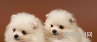 博美犬怎么养，饲养博美犬的注意事项