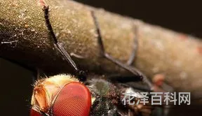 复眼是什么意思 复眼看到的景象