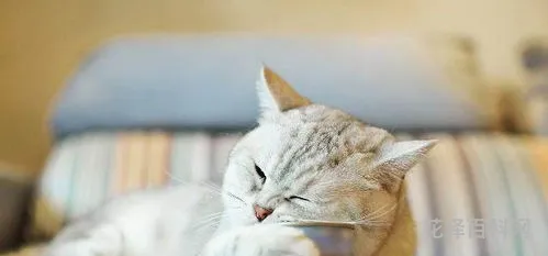 猫为什么喜欢吃鱼 猫吃鱼的三个理由