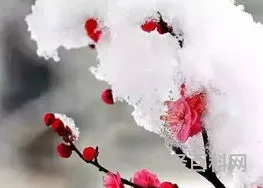 雪梅古诗其二 《雪梅》宋 卢钺