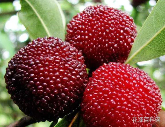 杨梅怎么洗才能洗干净，杨梅需要洗吗