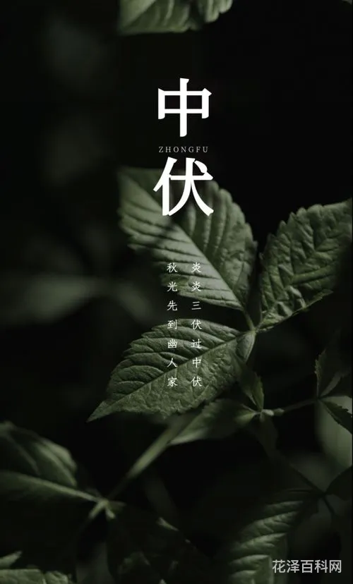 中伏是几月几号2020