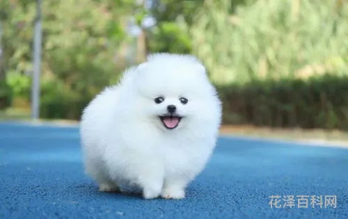 英系博美犬价格 博美犬多少钱一只幼崽