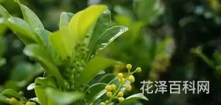 有心栽花花不发，男生对女生说有心栽花花不开