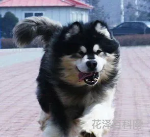 阿拉斯加哈士奇，阿拉斯加犬二哈对比照