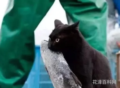 猫会被鱼刺卡到吗