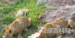 雅戈尔动物园