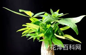 发财树的养护方法