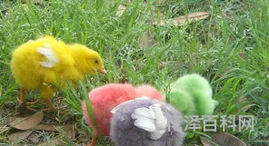 小鸡长得什么样子 小鸡吃的太饱了怎么办