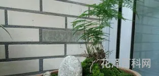 文竹盆景怎么养 怎样养好文竹才能长得旺盛