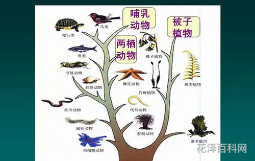 生物进化的历程 生物进化顺序图