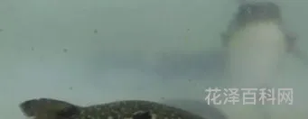 正是河豚欲上时的意思 河豚在古代文学中的地位
