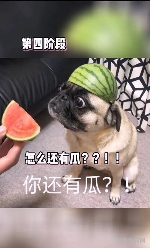 一瓜未平一瓜又起 抖音上的吃瓜什么意思