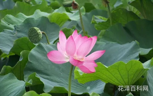 毕竟西湖六月中的意思 西湖六月中风光不与