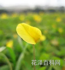 故事的小黄花 故事小黄花代表什么含义