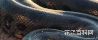 全世界最大的蛇 吉尼斯世界纪录蛇最长多少米
