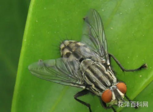 苍蝇的蝇组词