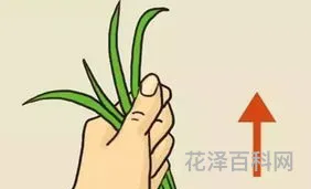 形容观众多的成语，比喻人群中最耀眼的人