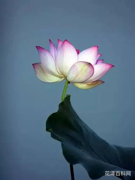 心灵之花哪里多