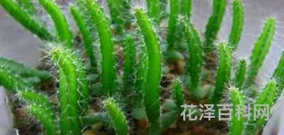 火龙果种植方法 火龙果种植技术与管理