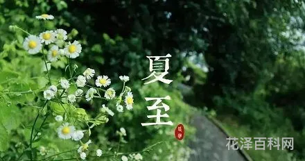 2020年夏至，夏至是固定的日期吗