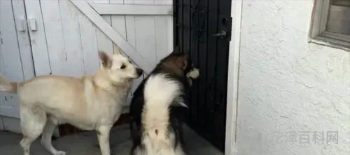 手忙脚乱是什么动物