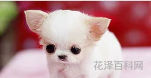 哪里有卖茶杯犬，1块钱茶杯犬在哪买