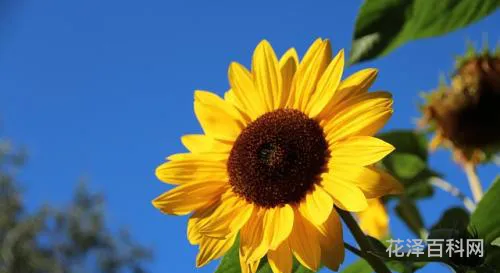 太阳花的花语是什么，太阳花的花语和象征意义