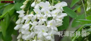 洋槐花的做法，吃冷冻的槐花中毒了