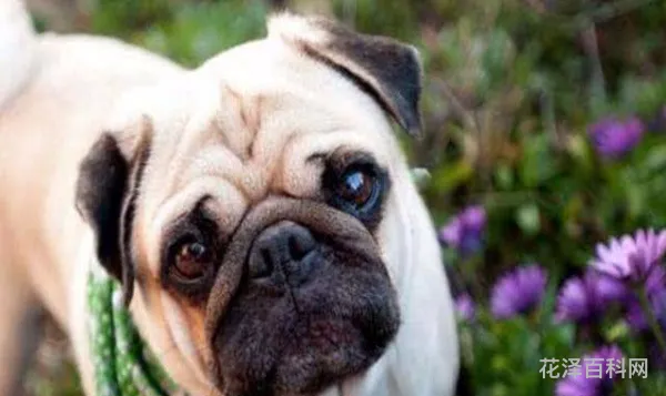 巴哥犬的喂养 40多天的巴哥犬一天吃几次