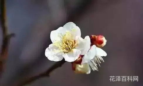 傲骨梅无仰面花 虚心竹有低头叶 ,傲骨梅无仰面花