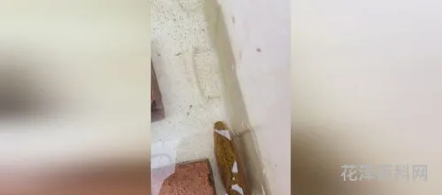 拖泥带水什么意思