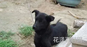 鸡犬相邻意思 鸡犬相闻什么意思解释
