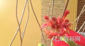 三月开什么花，十二个月对应十二种花