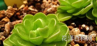 哪种植物是吃肉的，十大食肉植物
