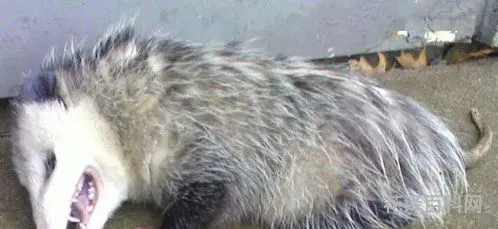 装死买活指什么生肖动物 活蹦乱跳的动物猜生肖