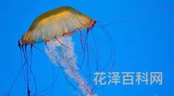 珊瑚是生物吗，红珊瑚是植物还是动物