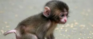 无限猴子定理